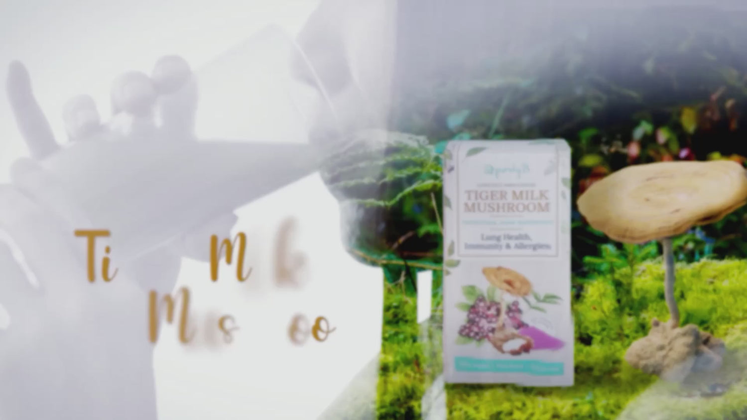 Tiger Milk Mushroom By PurelyB Sachet